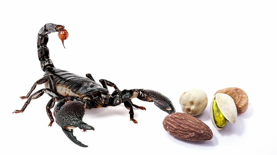 black scorpion near nuts, hazelnuts, food, danger, pistachio