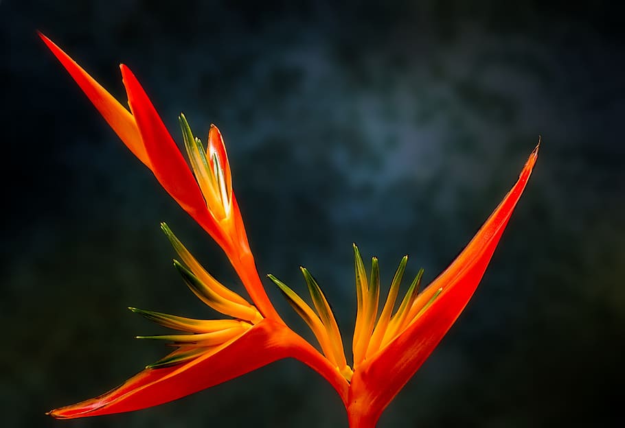 red parrot heliconia flower in closeup photography, orange, Birds of Paradise