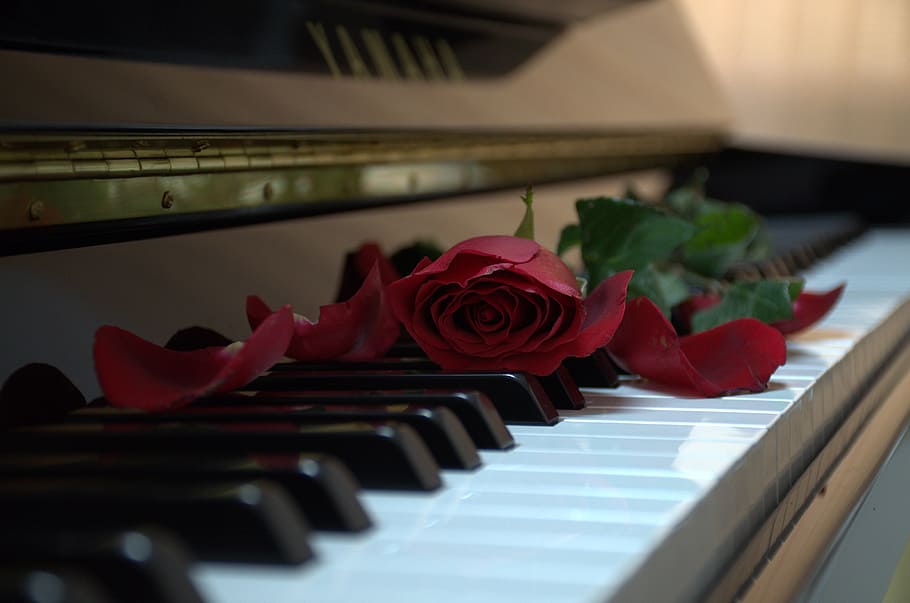 red rose on upright piano, music, classical, flower, musical equipment