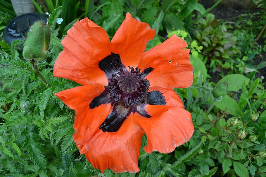 poppy, red, black, oriental, flower, close-up, papaver, perennial HD wallpaper