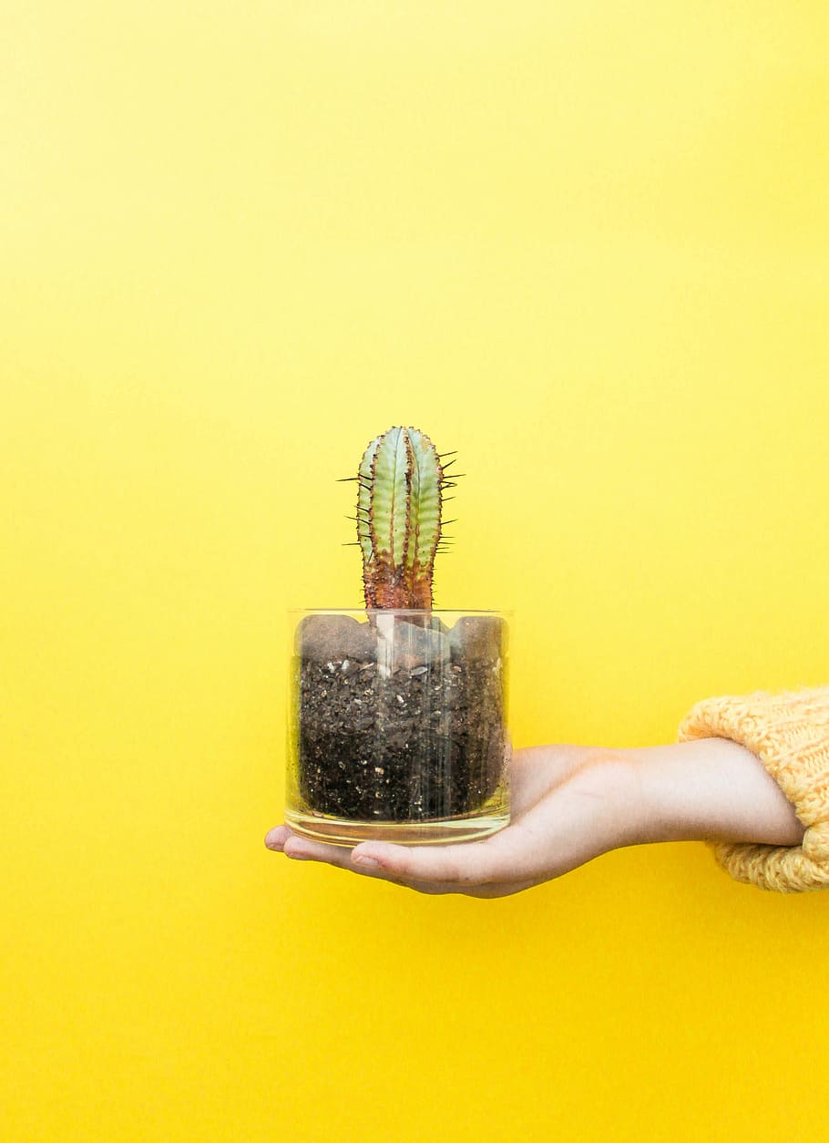 person holding cactus on clear glass pot, person's right hand holding green cactus on clear glass jar HD wallpaper