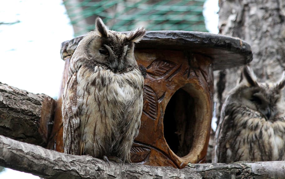 owl, asio otus, long-eared owl, predator, bird, feathered race, HD wallpaper