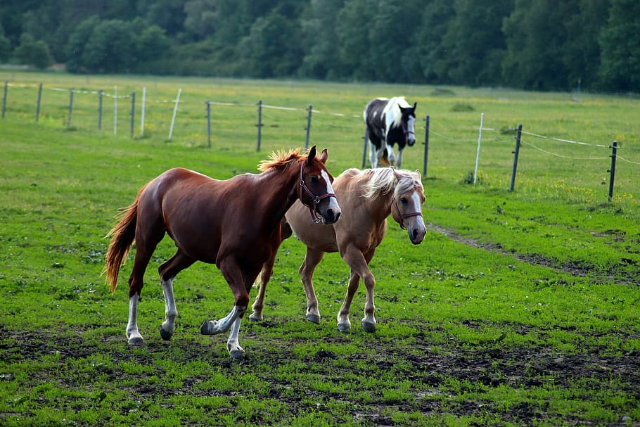 horse, animal, range, domestic animals, animal themes, mammal HD wallpaper