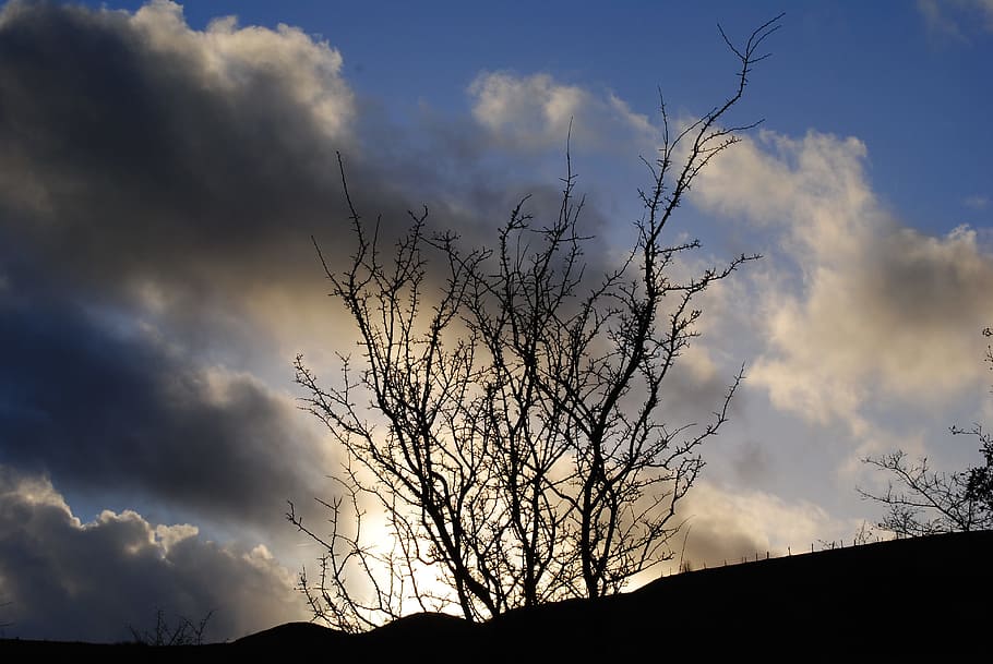 Tree, Light, Scary, Mystery, Nature, landscape, silhouette HD wallpaper