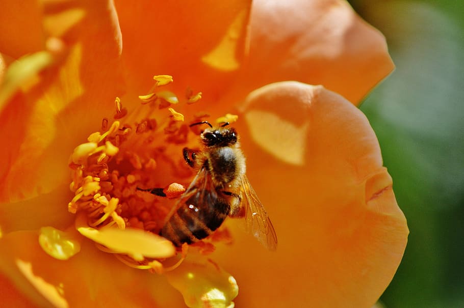 bee, flower, rose, orange, yellow, close, pollen, macro, blossom HD wallpaper