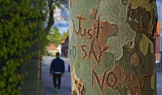 clothes up photography of tree trunk, just say no, etched, engraved HD wallpaper