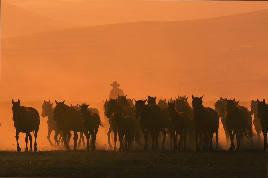 photo of galloping horses, herd, cowboy, sunset, sunrise, mammal, HD wallpaper