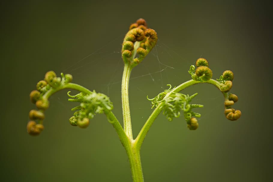 fern, leaf, roll, nature, plant, green, spring, vegetation HD wallpaper