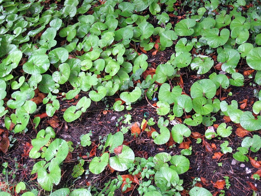 Leaves, Background, Soil, Leaf, Growth, nature, green color HD wallpaper
