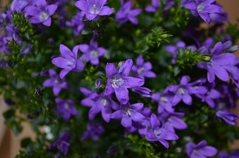 flower, flowers, plant, spring, green, nature, back light, blossom HD wallpaper