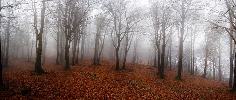 photo of trees background of fog at daytime, Landscape, Forest HD wallpaper