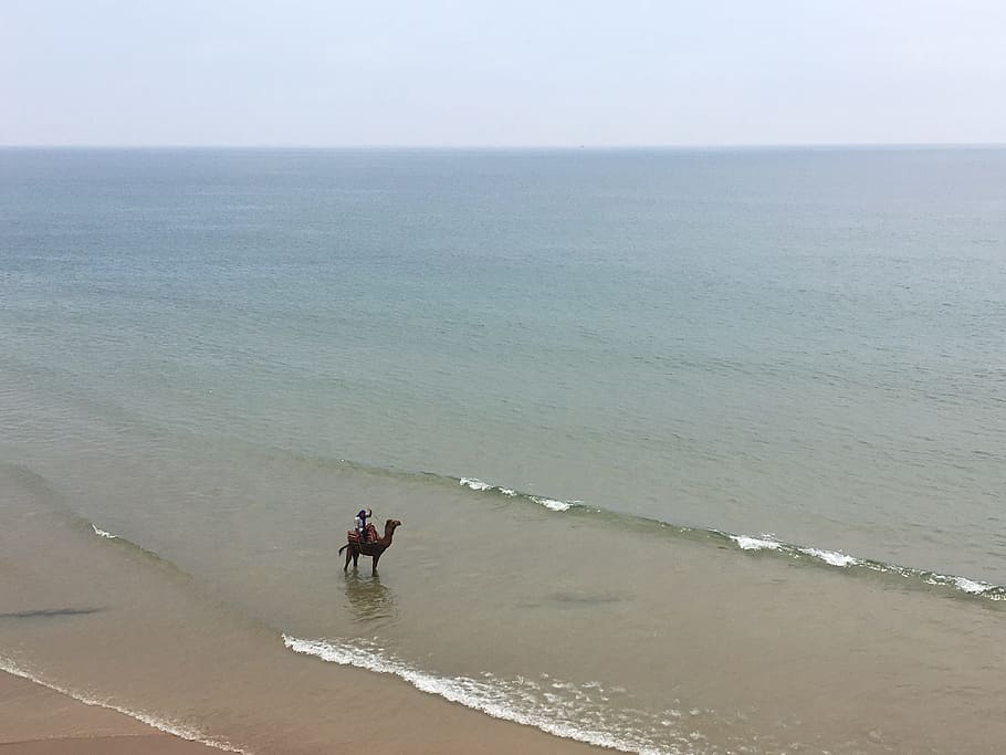 Camel, Sea, Morocco, Wave, Beach, Coast, travel, blue, water HD wallpaper