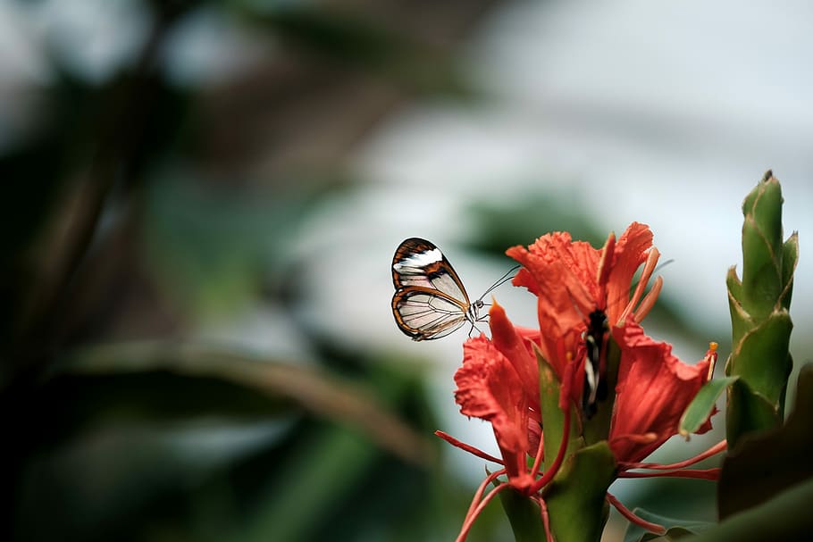 white and brown butterfly on red flower, selective focus photography of glasswing butterfly perched on red petaled flower HD wallpaper