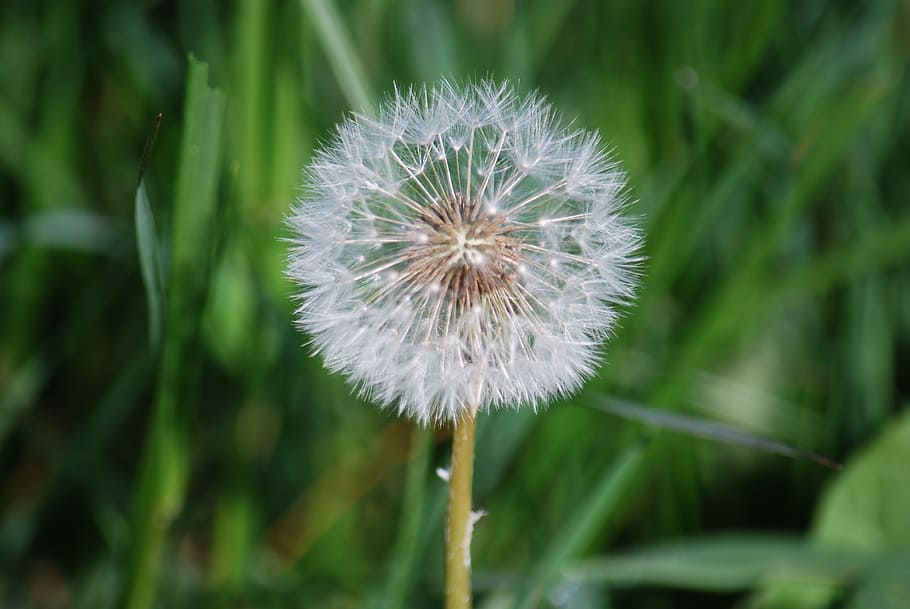 nature, dandelion, macro, plants, garden, field, white, flower HD wallpaper