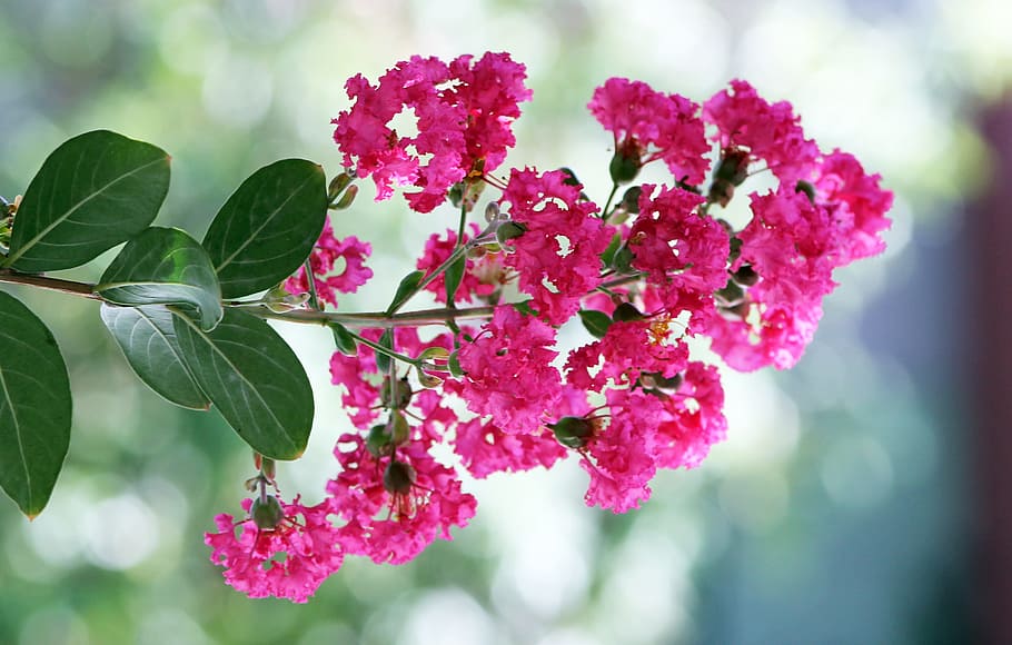 crepe myrtle, pink, flower, bud, spring, garden, bloom, blossom, HD wallpaper