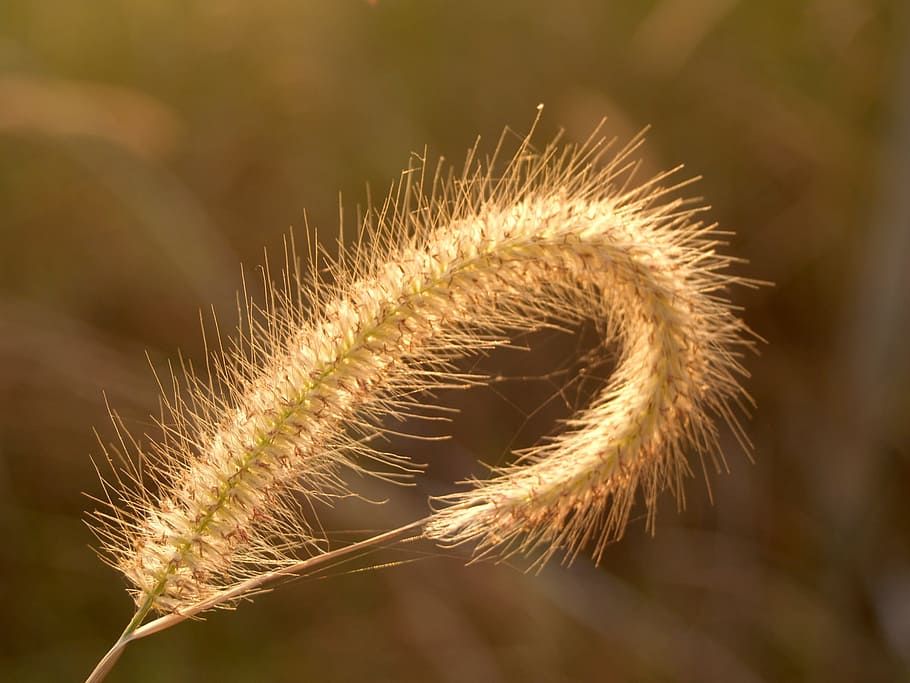light, summer, sun, dry, background, beautiful, beauty, bloom HD wallpaper