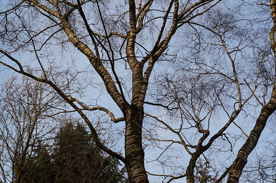tree, kahl, tribe, log, aesthetic, branches, beginning of winter HD wallpaper