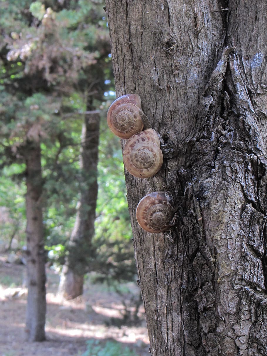 macro, snails, tree, tree trunk, plant, focus on foreground HD wallpaper