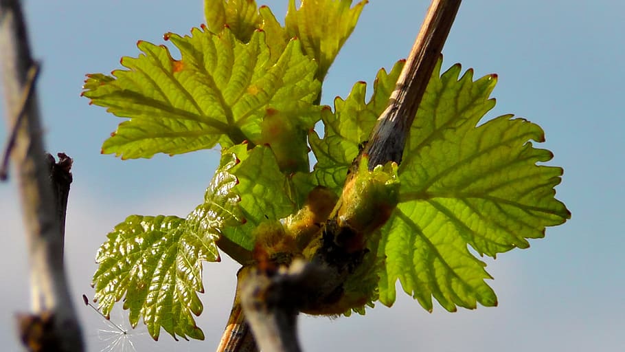 wine leaf, vine, engine, branch, grape, grow, winegrowing, leaves HD wallpaper