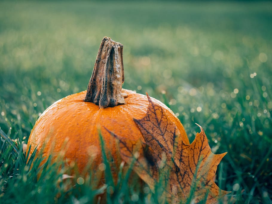 shallow focus photography of pumpkin, leaf, autumn, meadow HD wallpaper