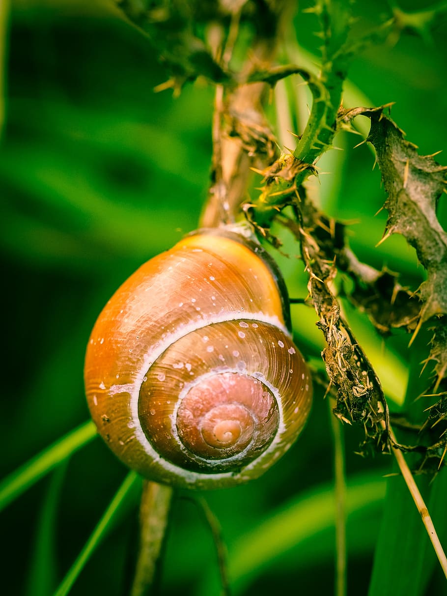 snail, shell, nature, reptile, close, animal, mollusk, snail shell HD wallpaper