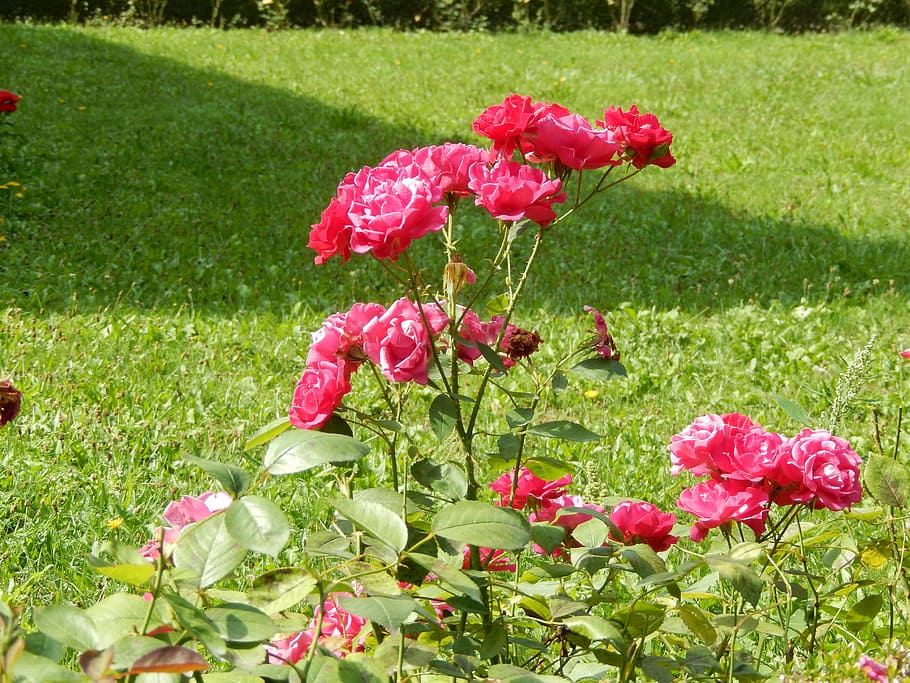 nature, rose, flower, rosebush, flowers, plant, flowering plant HD wallpaper