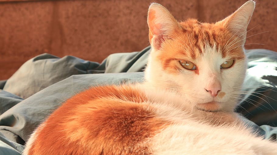 cat, pet, bed, siesta, lying, mammal, feline, domestic cat HD wallpaper