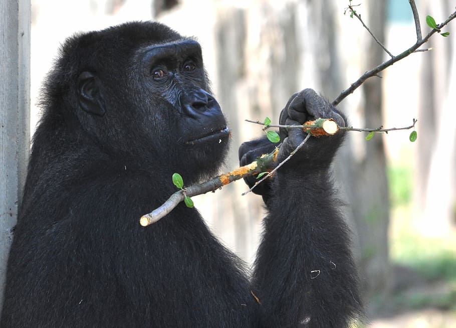 Gorilla, Zoo, Monkey, Ape, Silverback, animals, mammal, primate HD wallpaper