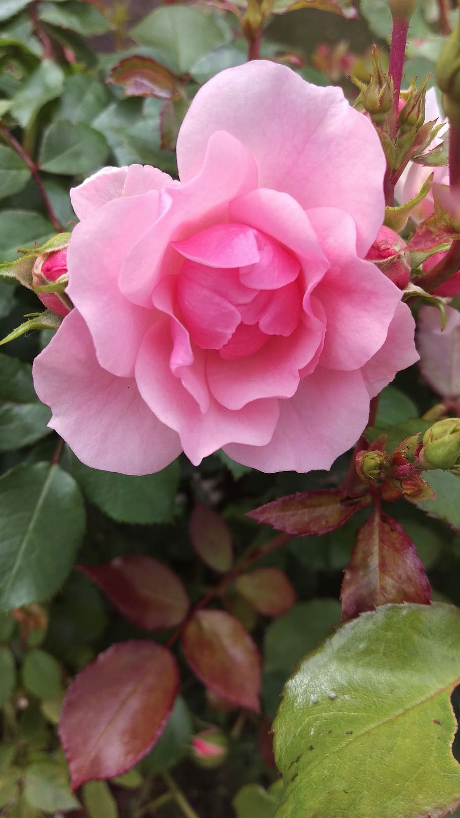 Ros, Flower, Pink, petal, rose - flower, peony, plant, nature HD wallpaper