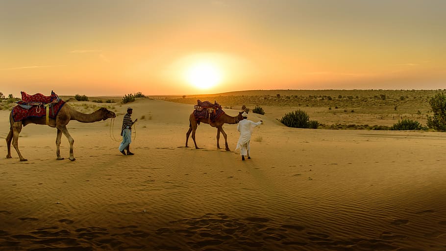 person walking on desert during daytime, sand, camel, wide HD wallpaper