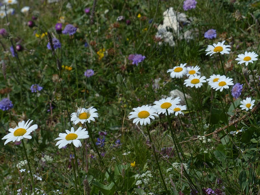 Daisies, Meadows, meadows margerite, blumw, blossom, bloom, HD wallpaper