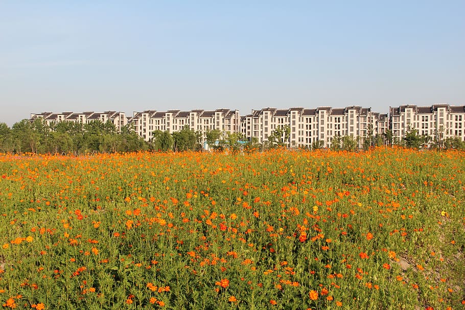 the scenery, flower, spring, flowering plant, architecture HD wallpaper