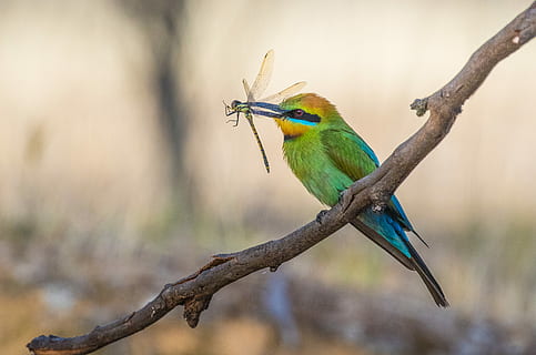 Rainbow Bee-eater, green bird eating green dragonfly, dragon fly HD wallpaper