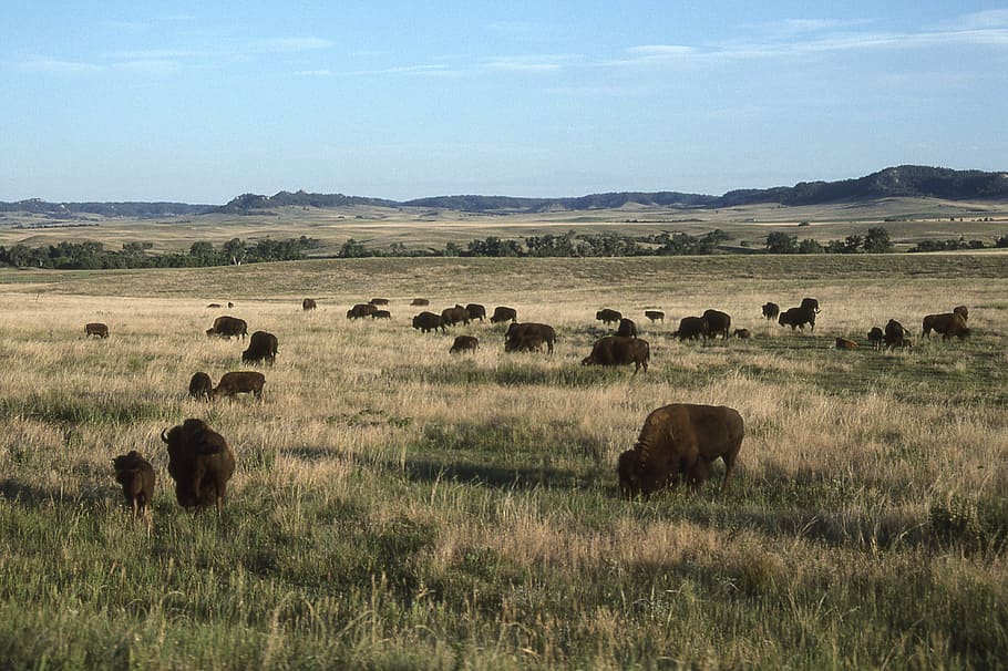 tilt shift photography of water buffalo on green grass, herd of goat HD wallpaper