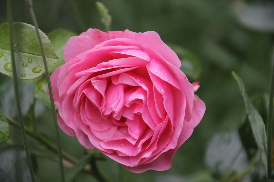 Rose, Pink, open rose, flower, pink color, petal, growth, close-up HD wallpaper