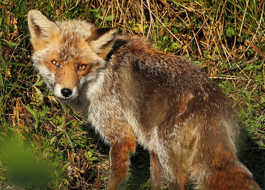 fox, wild, mammal, animal, animal themes, one animal, animal wildlife HD wallpaper
