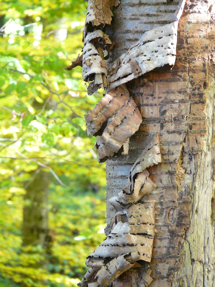 Tree Bark, Cherry, Cherry, cherry bark, flake, replace, fall off HD wallpaper