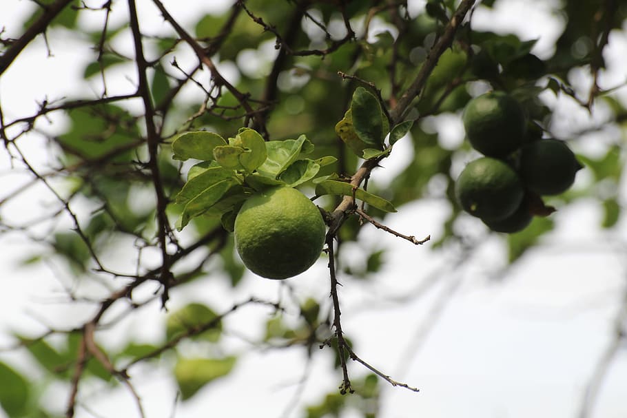 round green fruits on three, tree, branch, plant, healthy eating HD wallpaper