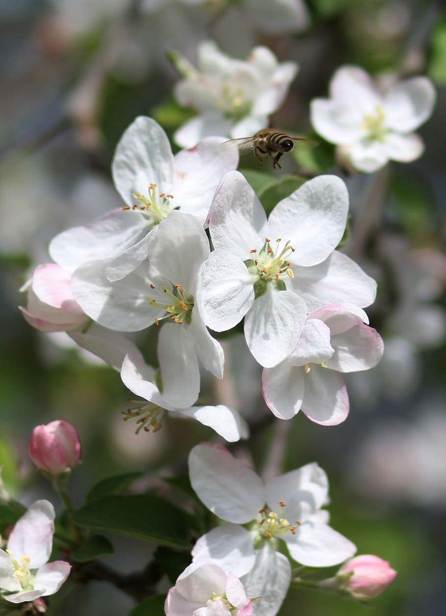 flowers, white, tree, fruit, casey, spring, flourished, flowering plant HD wallpaper