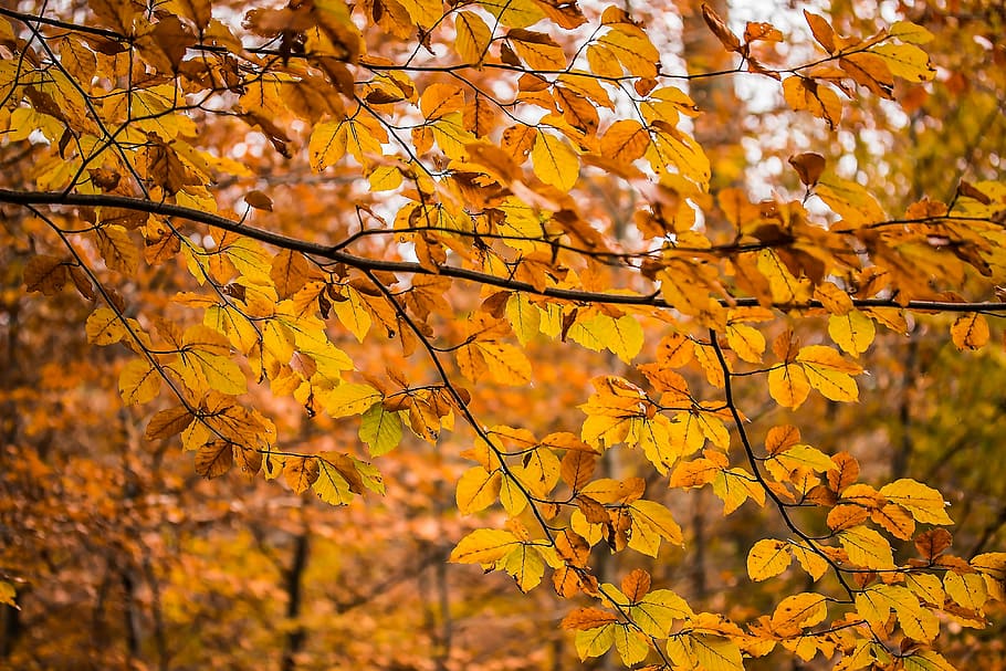 selective focus photography of dried laef, aesthetic, beech branches HD wallpaper