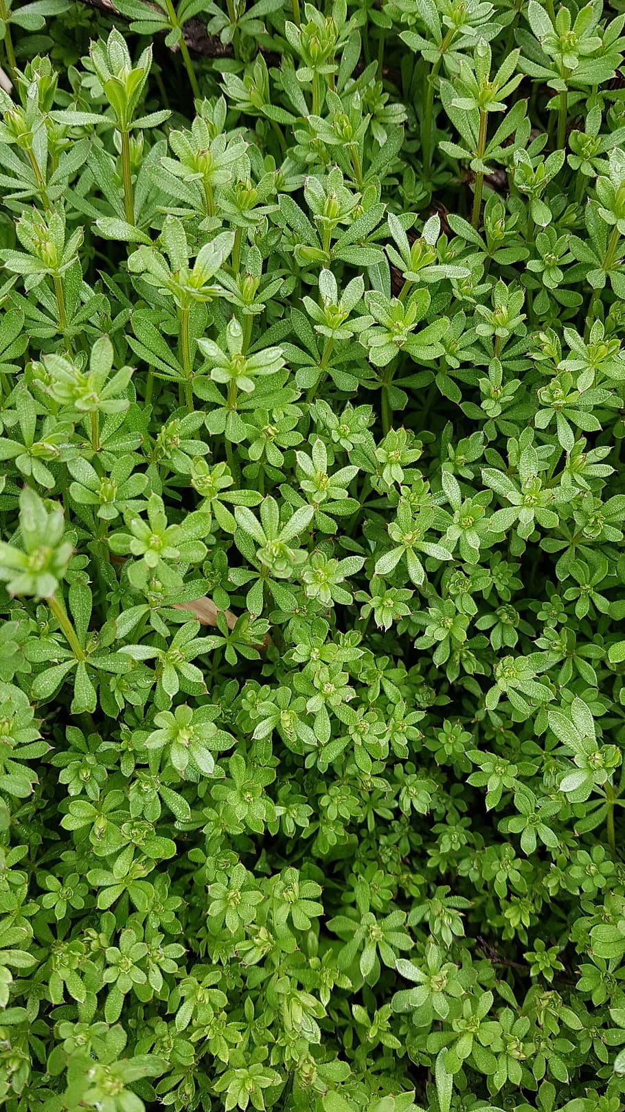 small leaves, leaf, green, abstract, pool, green color, growth HD wallpaper