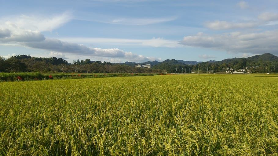 Paddy Field, Usd, Rice, agriculture, nature, farm, growth, landscape HD wallpaper