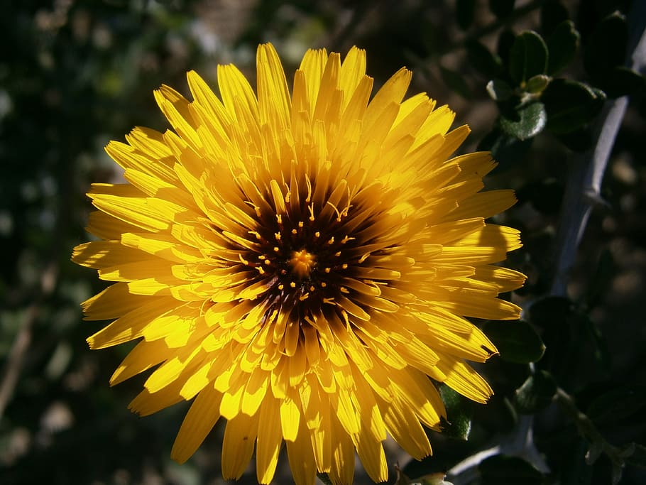 flower, wild flora, wild herbs, spring, nature, yellow, flower head HD wallpaper
