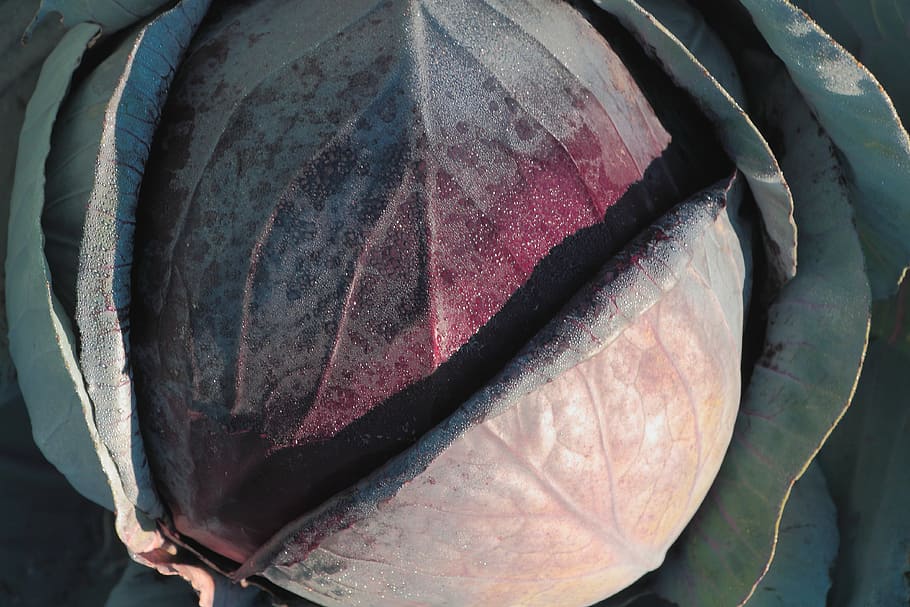 red cabbage, vegetables, kohl, agriculture, eat, blue, food HD wallpaper