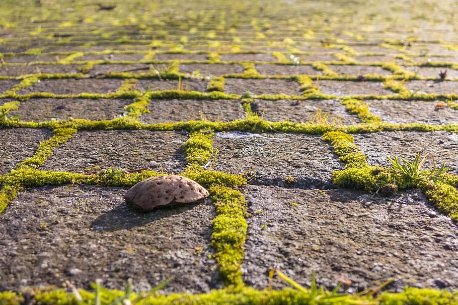 away, moss, green, ground, cobblestones, patch, paving stones HD wallpaper