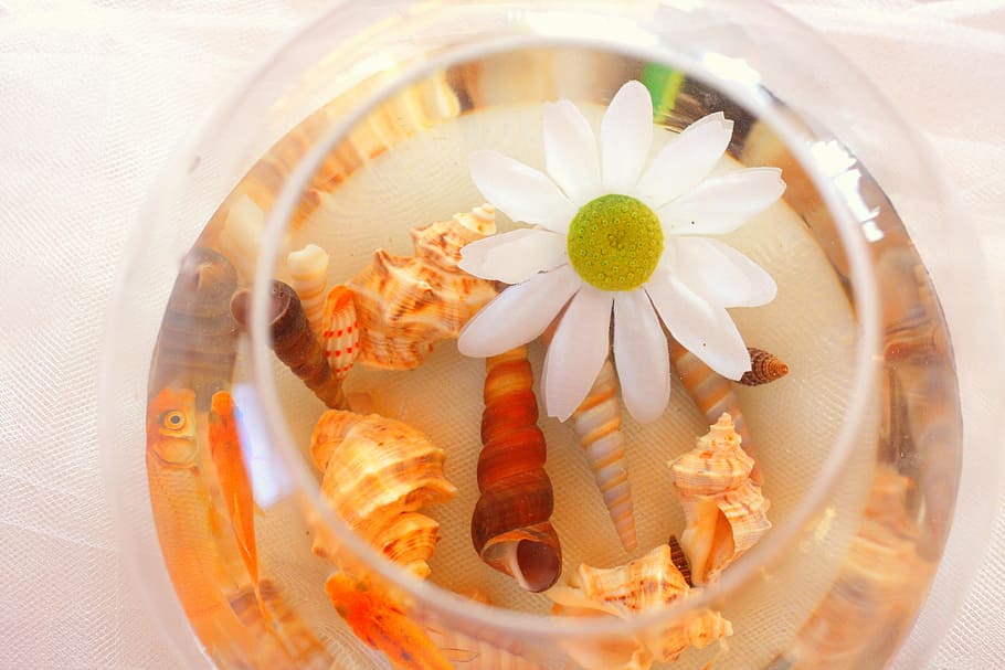 assorted seashells and white petaled flower on glass bowl, floating HD wallpaper