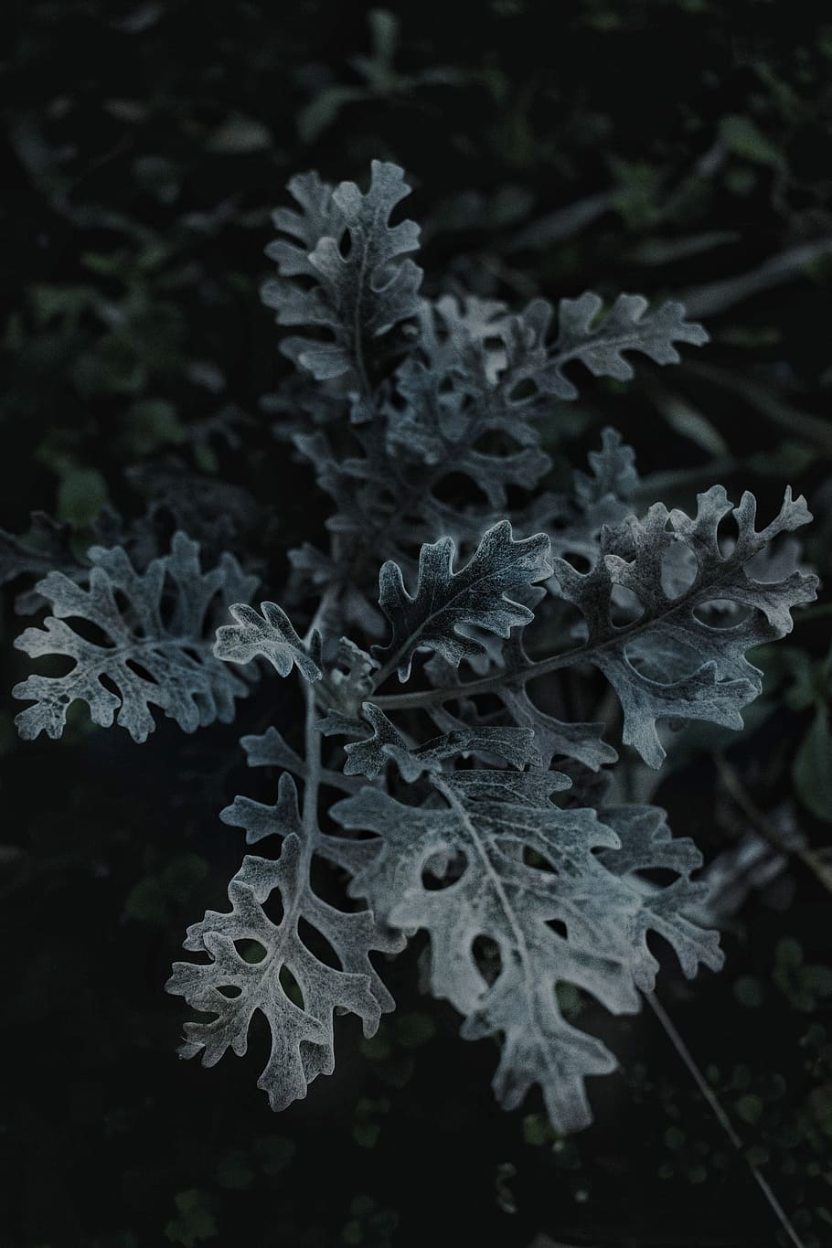 black and white leaf plant, close up photo of green leaf, beauty in nature HD wallpaper
