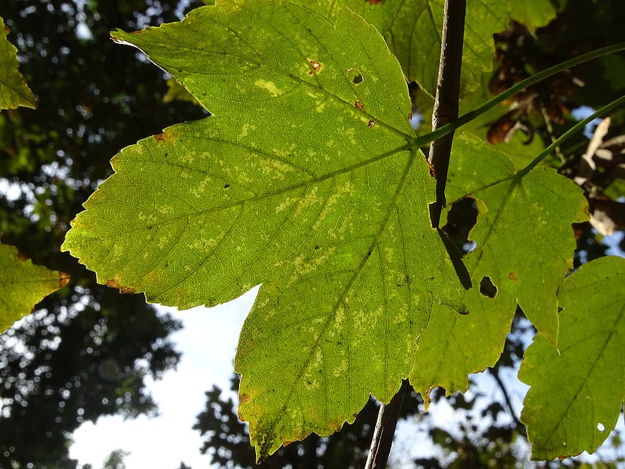 maple, leaf, tree, nature, light, fall, foliage, plant part HD wallpaper