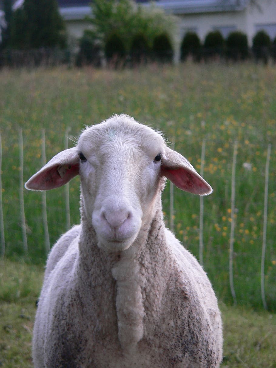 sheep, animals, nature, wool, head, farm, livestock, animal world HD wallpaper