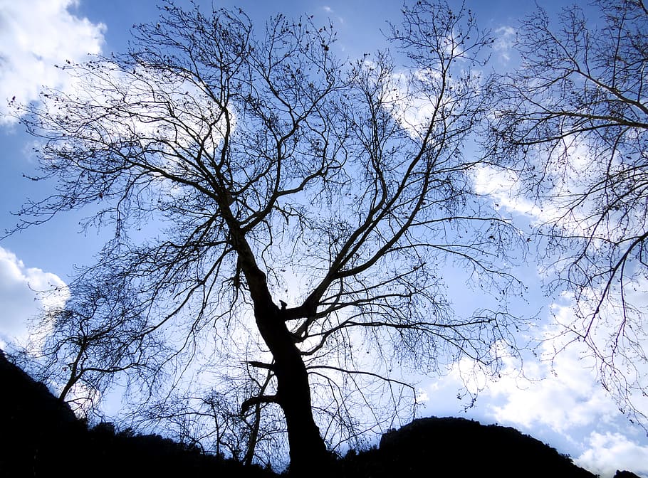 tree, silhouette, clouds, sky, blue, turkey, cloudy, no people HD wallpaper